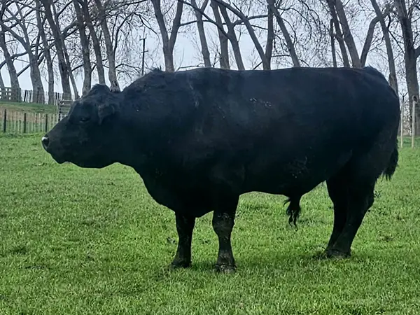 Angus Bull
