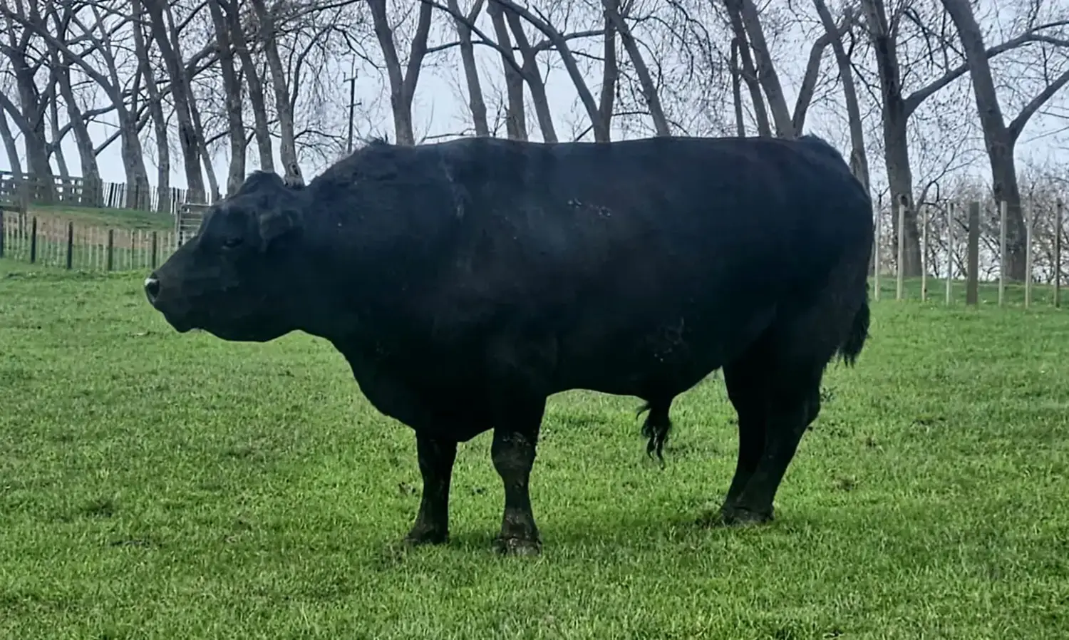 LOVEABULLS® Bull Herd
