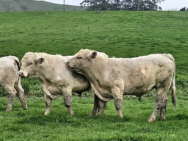 Charolais Bull