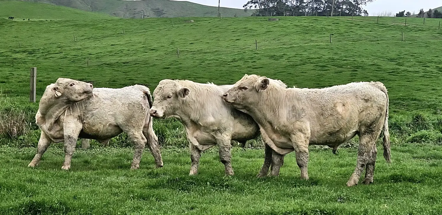 LOVEABULLS® Bull Herd