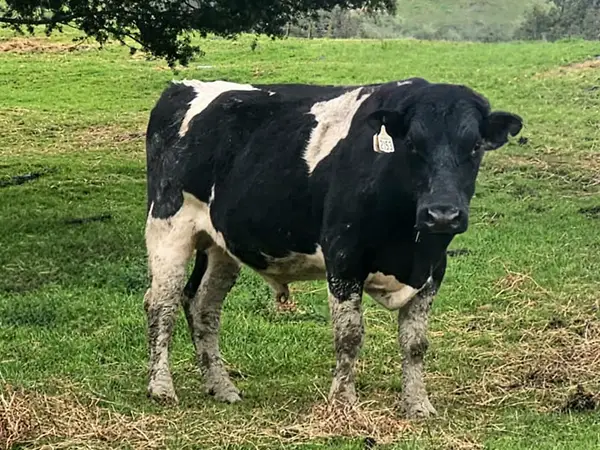 Friesian Bull