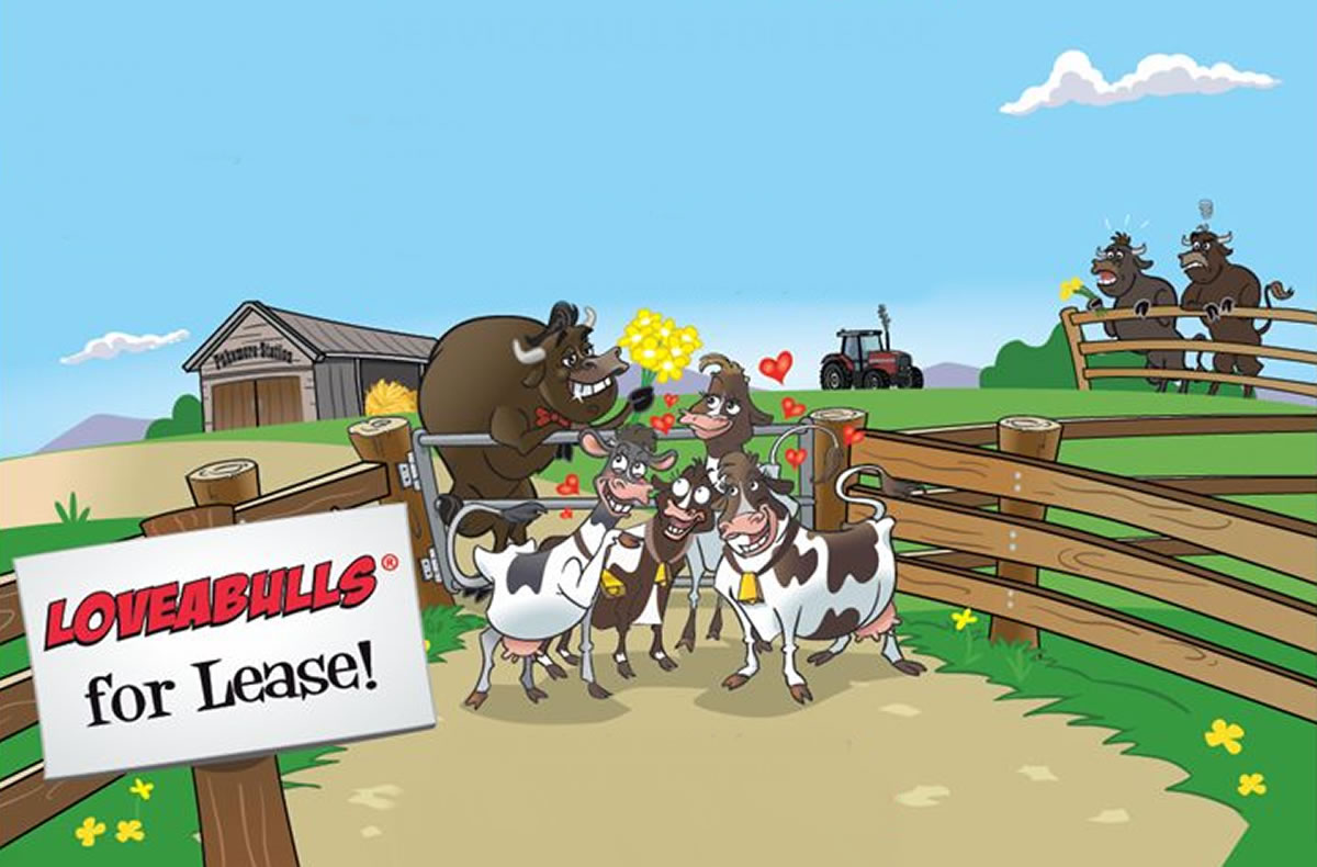 LOVEABULLS® Cartoon - Service Bull flirting with the heifers